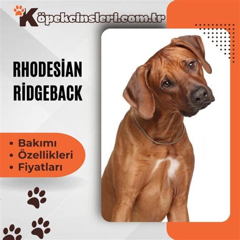 Rhodesian ridgeback fiyatları